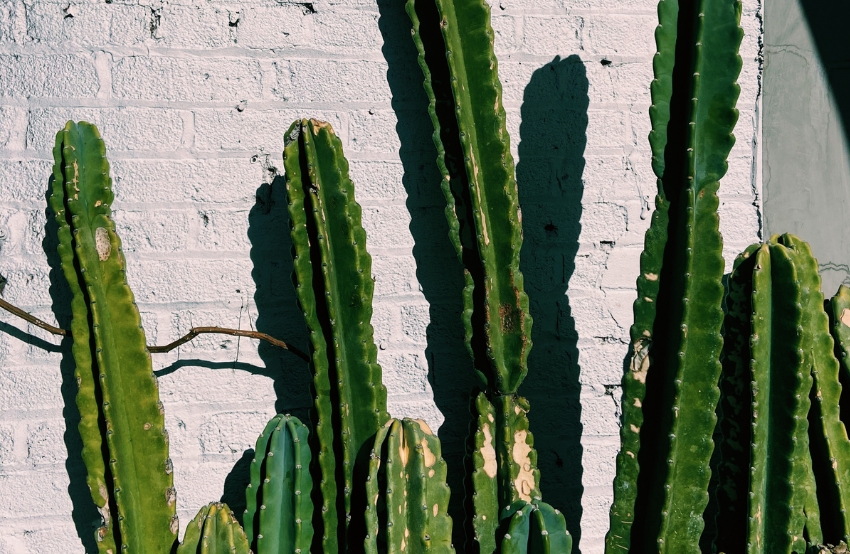 Decoración con cactus y crasas